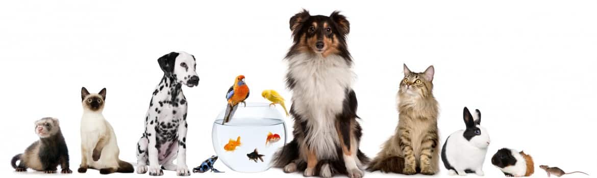 Group of pets sitting in front of white background