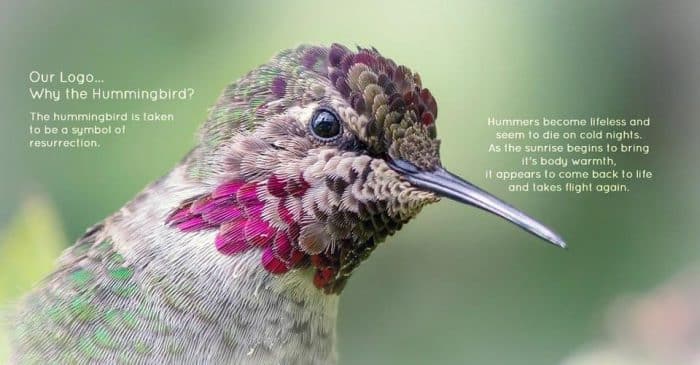 hummingbird-1ab